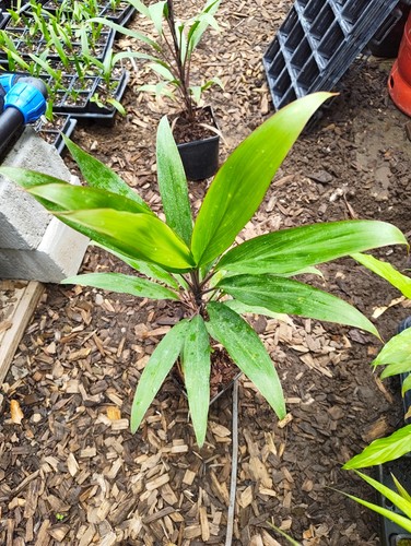 Cordyline neocaledonica 14 - cordyline,