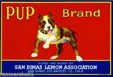 San Dimas Staffordshire