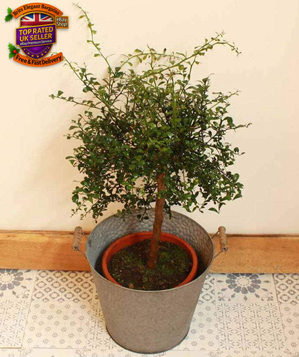 Lime plant caviar - -,