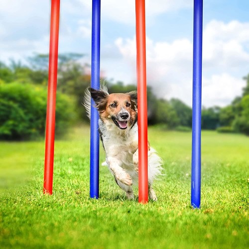 Dog agility obstacle set - dog,
