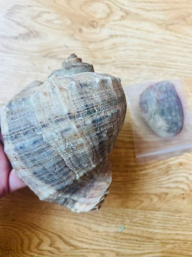 Whelk rapana venosa - rapana,