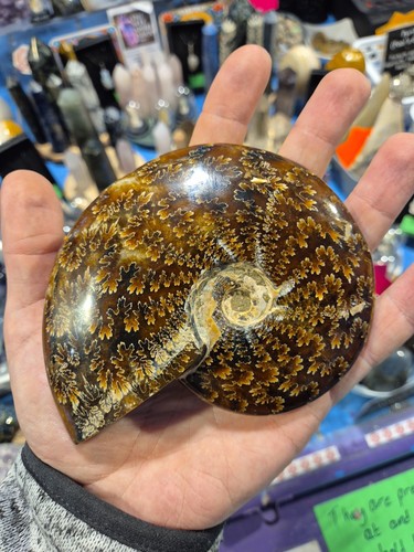 Cleoniceras whole ammonite