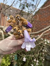 Paulownia tomentosa ,Empress Tree / Foxglove Tree. 100+  seeds