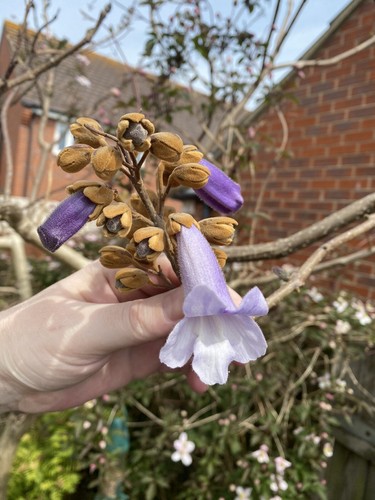 Paulownia tomentosa empress - tomentosa, ,empress
