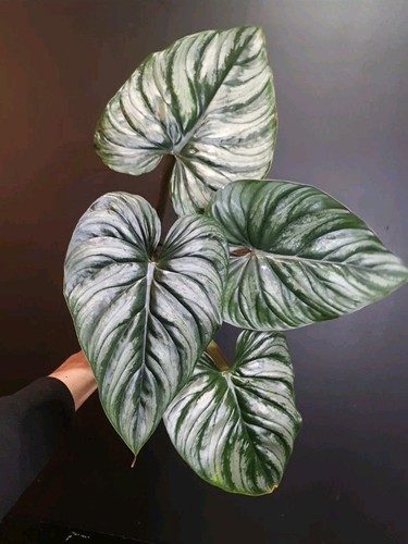 Philodendron plowmani - philodendron,