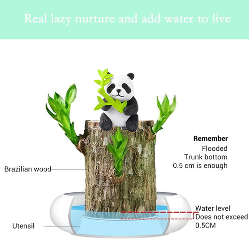 Brazilian wood plant - brazilian, bamboo