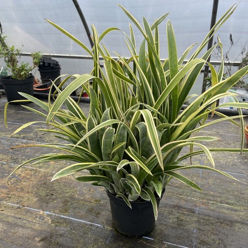 Bilbergia nutans variegata - nutans,