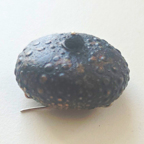 Vintage fossilised sea urchin - fossilised,