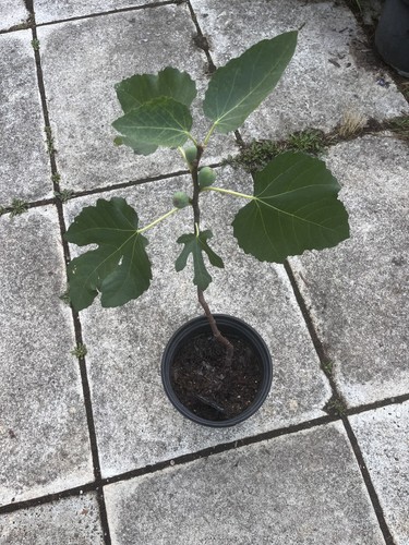 Ficus carica little miss - ficus,