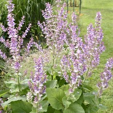 Salvia Turkestanica Plant in 1L Pot - Clary Sage Semi Evergreen Garden Perennial