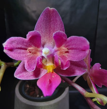 Phalaenopsis Pandoski Orchid