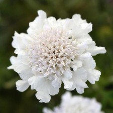 Scabious / Scabiosa Flutter™