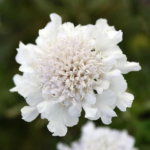 Scabious scabiosa flutter - scabious,