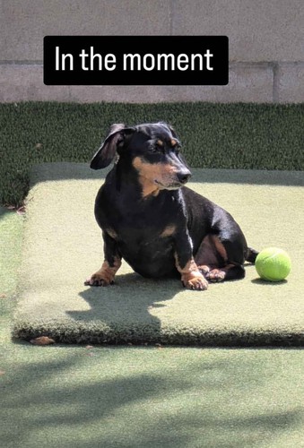 Used tennis balls for dog - tennis,