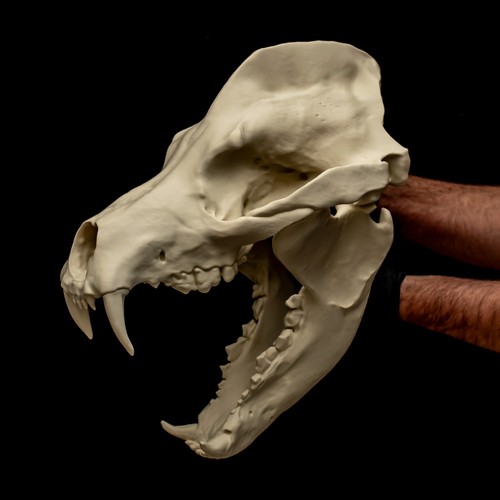 Amphicyon skull replica bear - replica,