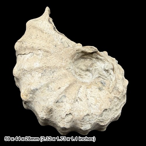 Acanthoceras wintoni ammonite - acanthoceras,