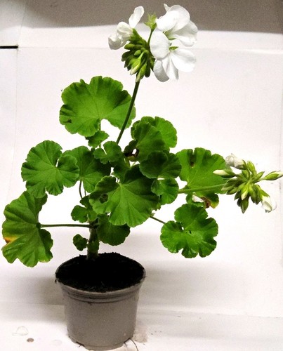 White geranium - white, (pelargonium)