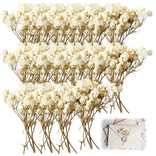 150 pcs gypsophila - gypsophila, dried