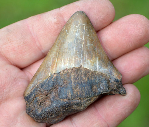Lovely genuine megalodon - ,