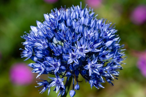 Allium azureum spring - allium,