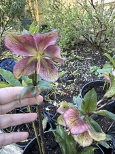 Helleborus x hybridus Pink