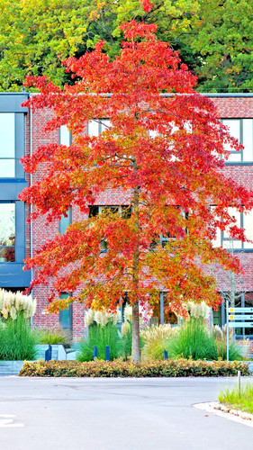 Quercus rubra red oak - red,