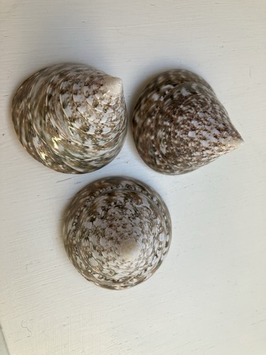 Pcs natural troca spiral - natural, top