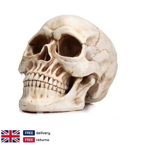 Realistic human skull - realistic,