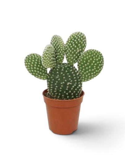 Opuntia microdasys albispina - opuntia, |