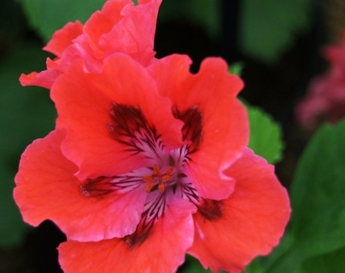 Regal pelargonium glowing - regal,