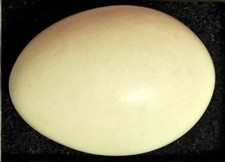 2 BLOWN MUSCOVY DUCK EGGS