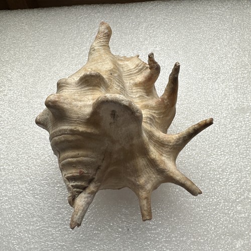 Vintage spider conch shell - vintage,