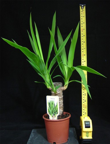 Spineless yucca elephantipe - yucca,