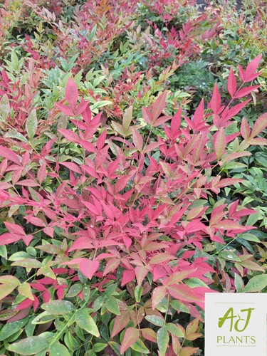 Nandina domestica obsessed - nandina,