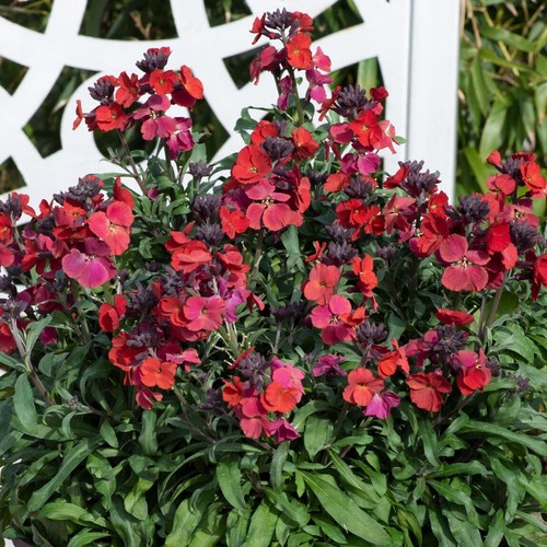 Erysimum red jep wallflower - jep,