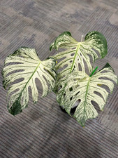 00849A Monstera Devil Monster Variegated 5 Seed Window Leaf