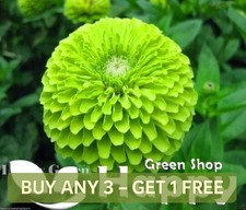 ZINNIA DAHLIA LIME GREEN -