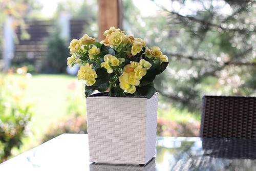 Square rattan plant - square, with