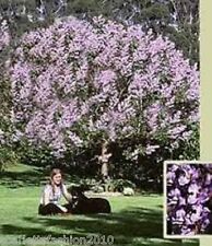 Royal Empress Tree - c princess tree seeds 100