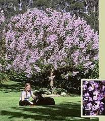 Royal empress tree c - tree,