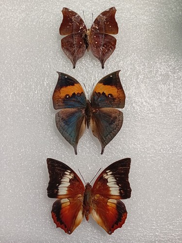 Leaf butterfly set specimen - set,
