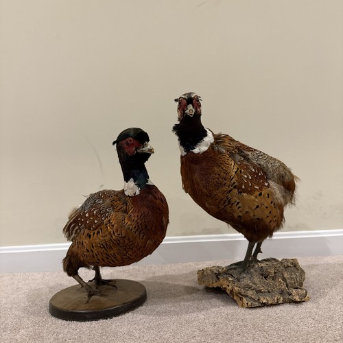 1940 pair of - pair, pheasants