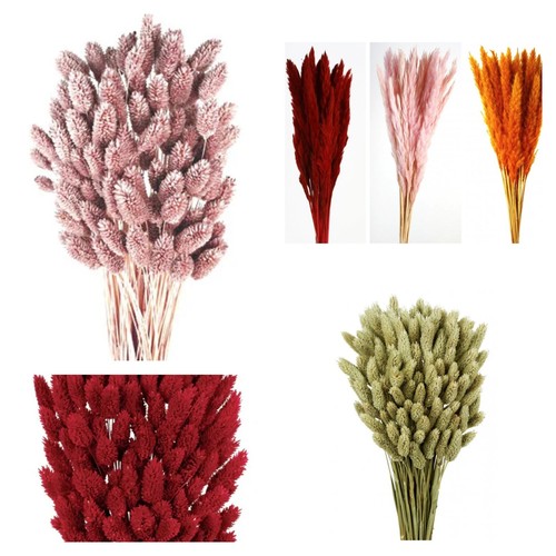 Dried flowers small pampas - -,