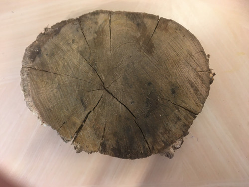 Oak wood tree log section