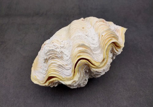 Derasa clam seashell white - clam,