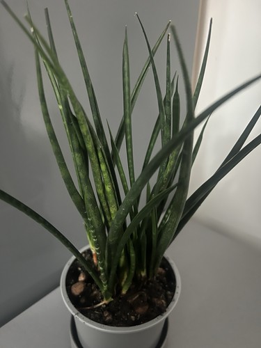 Sansevieria mikado cylindrical - mikado,