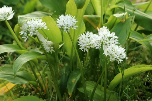Wild garlic seeds - wild,