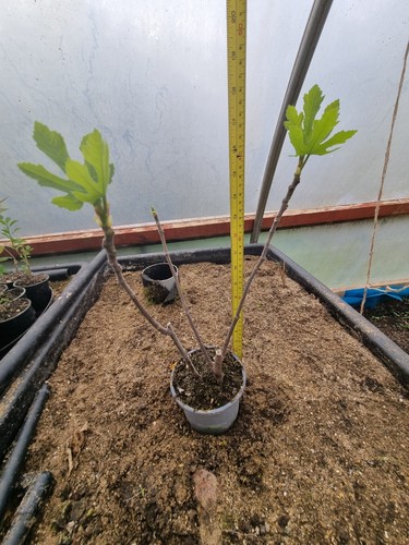 Fig tree organically grown - 1x,