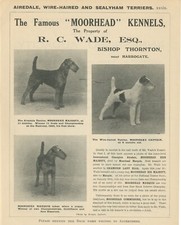 AIREDALE WIRE FOX TERRIER OLD 1925 NAMED DOGS MOORHEAD KENNEL ADVERT PRINT PAGE