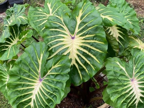 Colocasia white lava - colocasia,